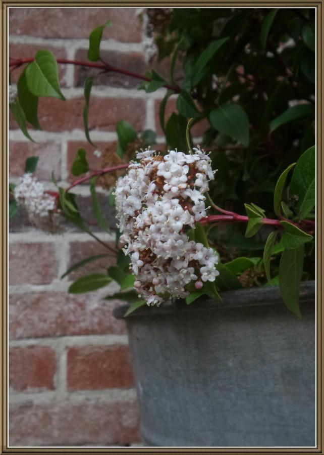 Cuntro' Granda Bed and Breakfast Boves Exterior foto